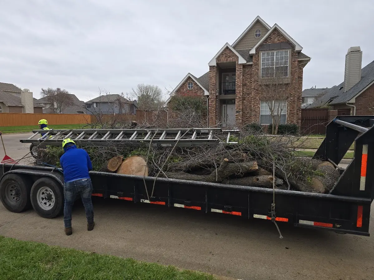 Expert Tree Removal with proper safety equipment in Empire